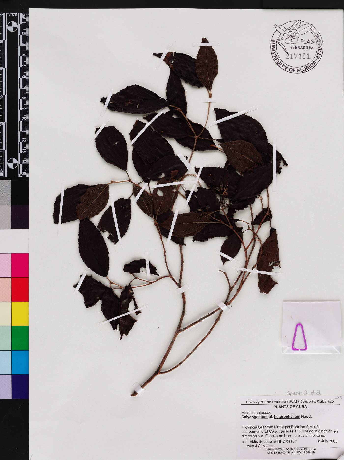 Miconia becqueri image