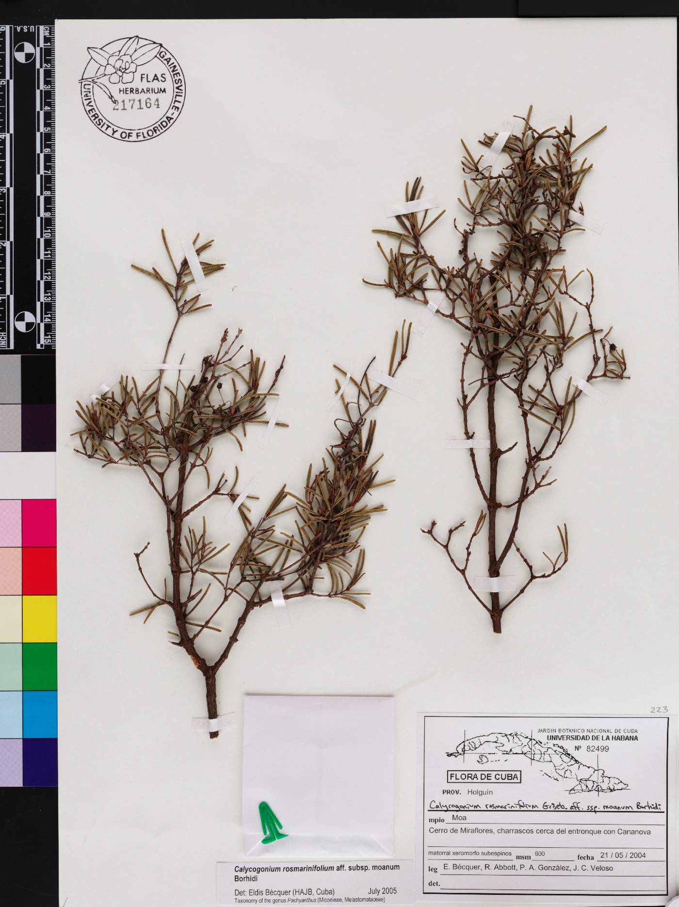 Miconia rosmarinifolia image
