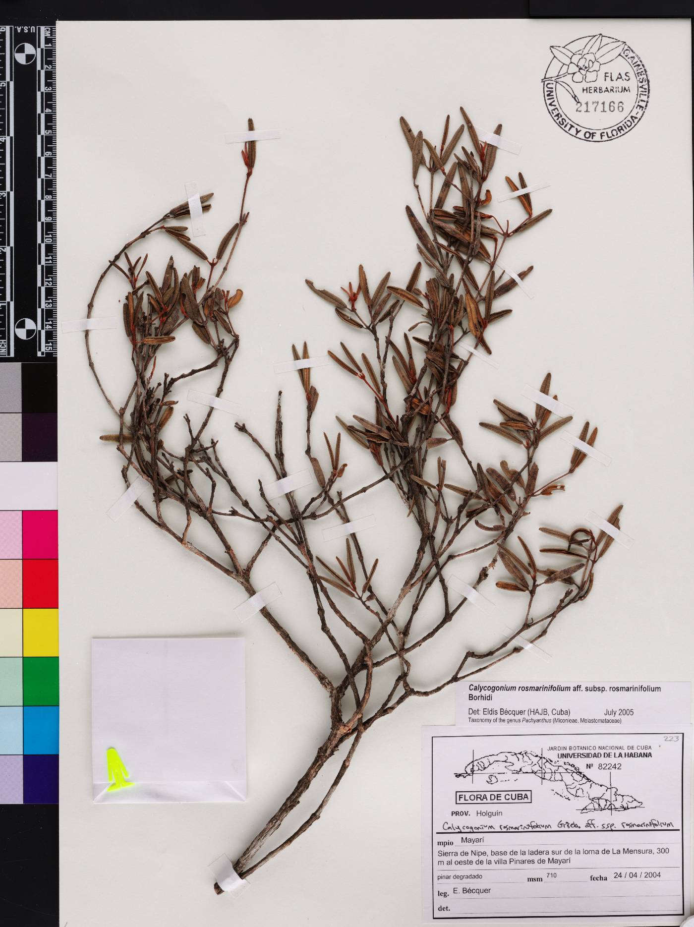 Calycogonium rosmarinifolium image