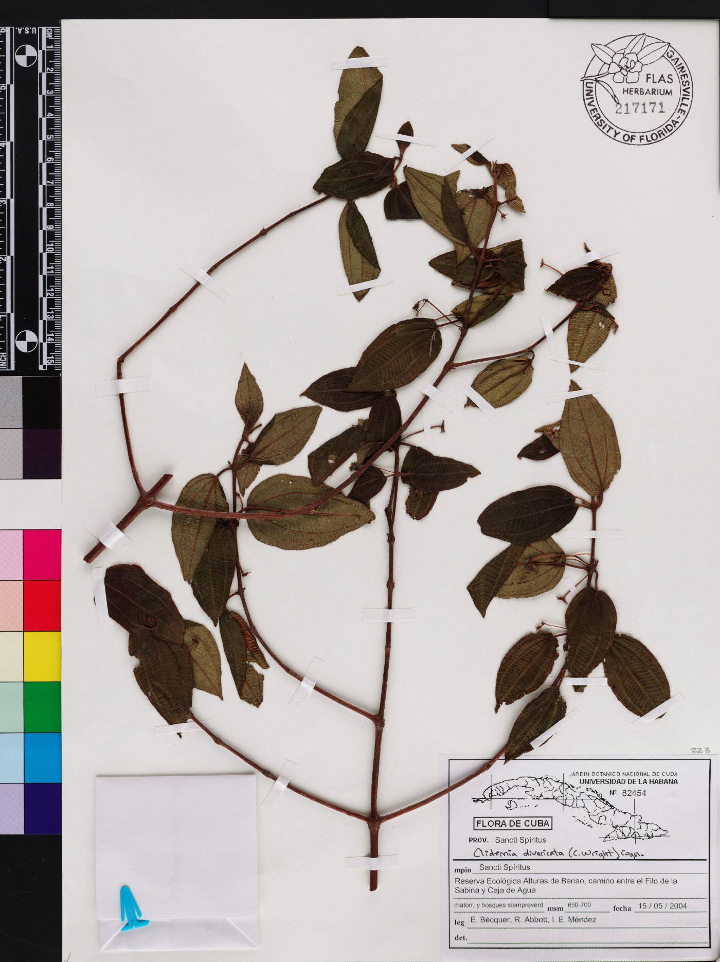 Miconia divaricatiflora image