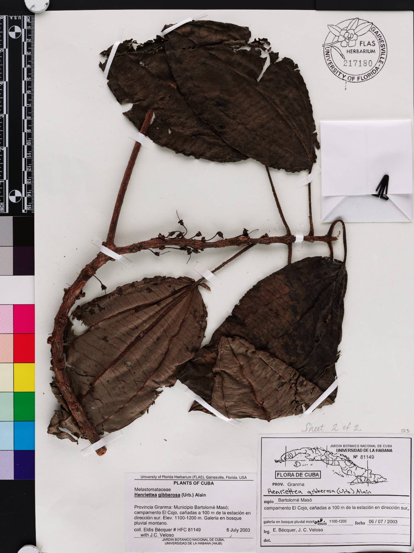 Henriettea gibberosa image