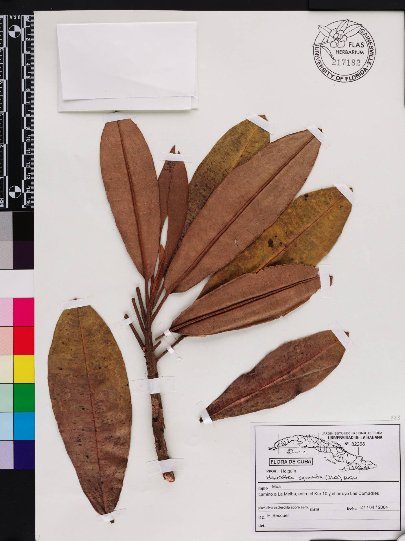 Henriettea squamata image