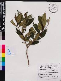 Miconia antillana image