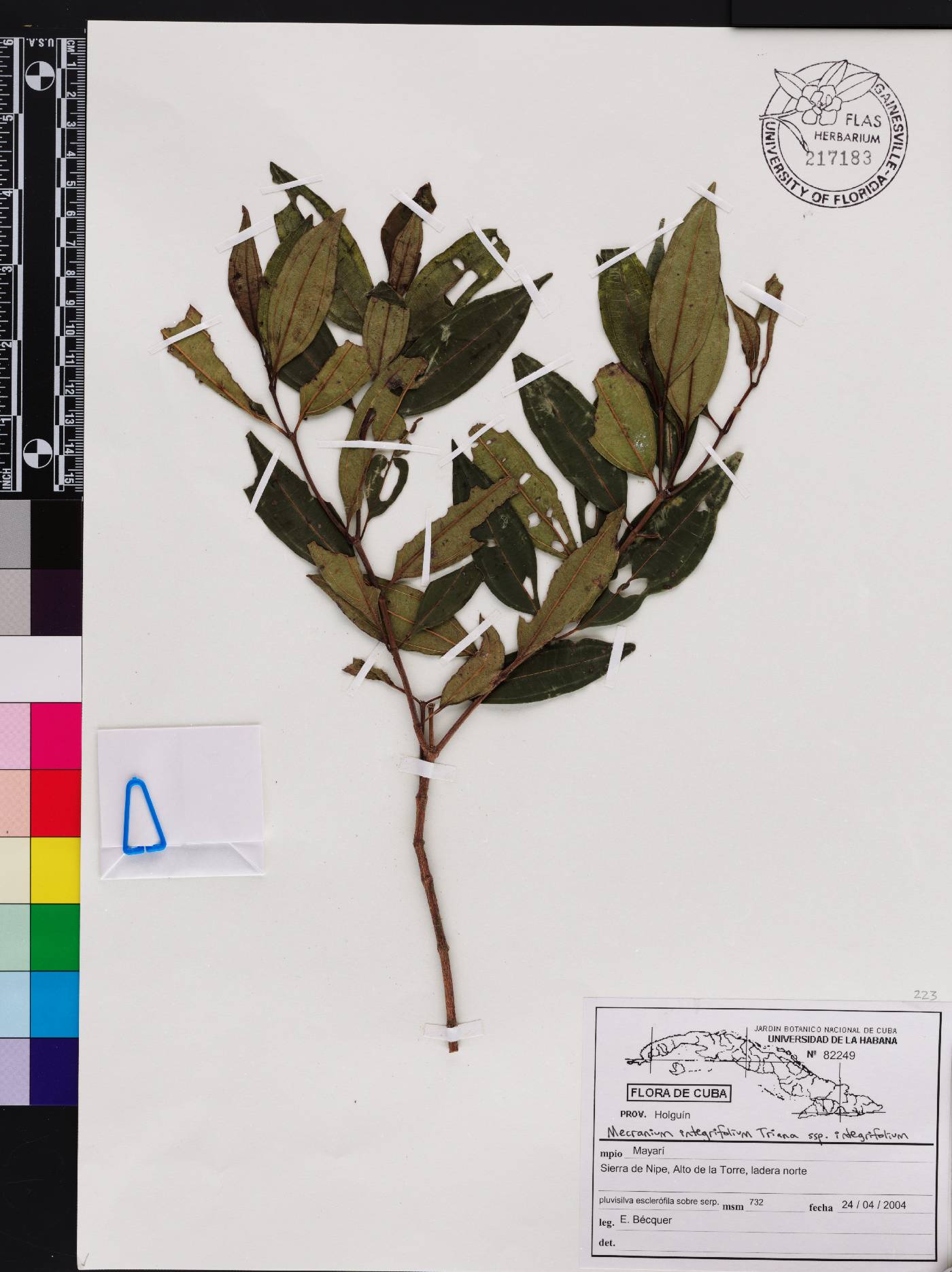 Miconia antillana subsp. antillana image