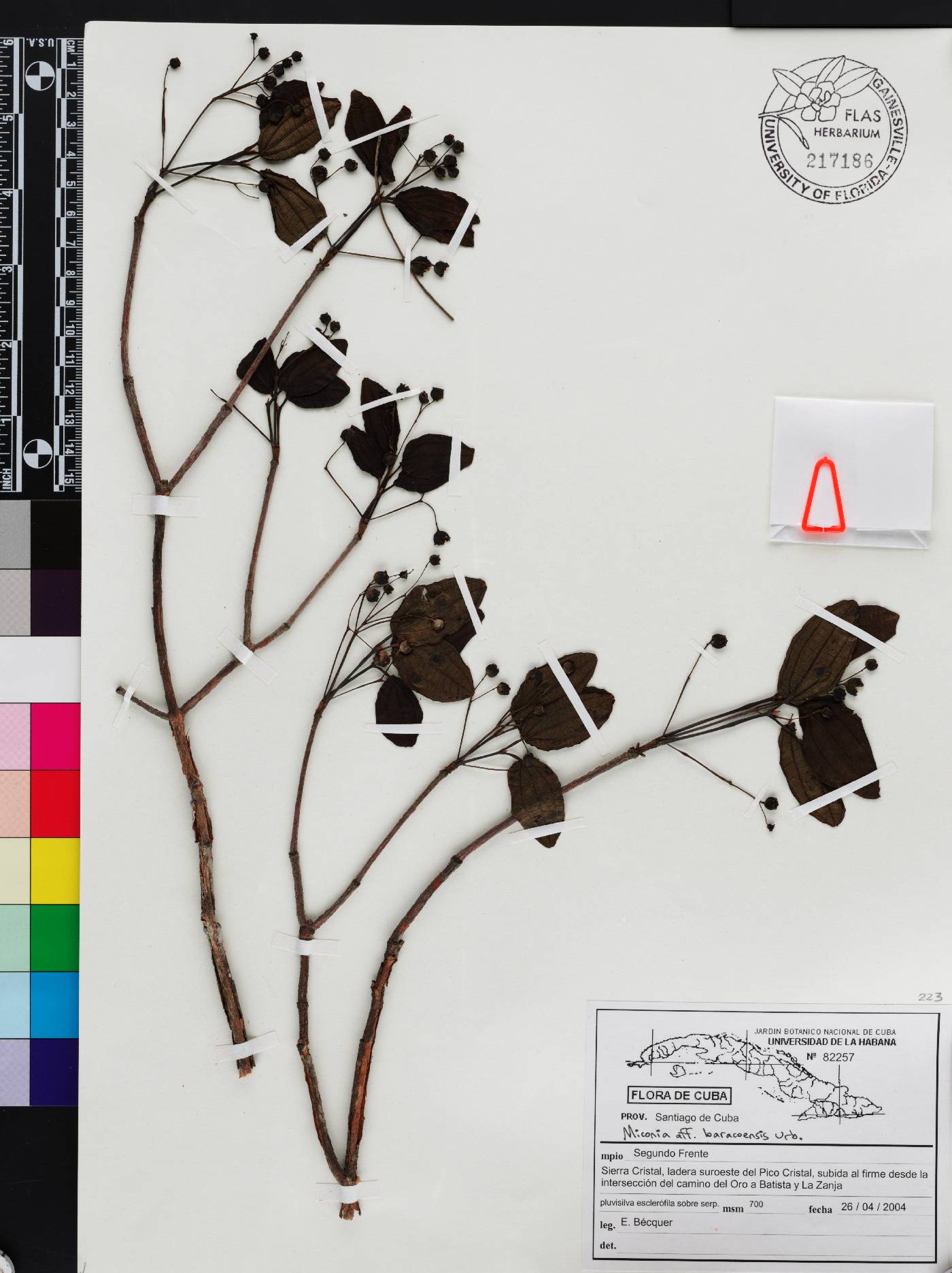 Miconia cerasiflora image