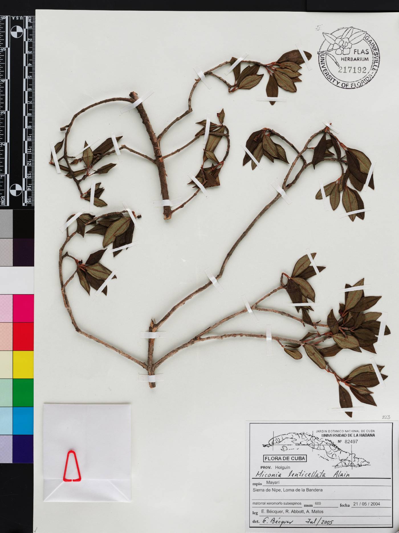 Miconia lenticellata image