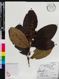 Miconia matthaei image