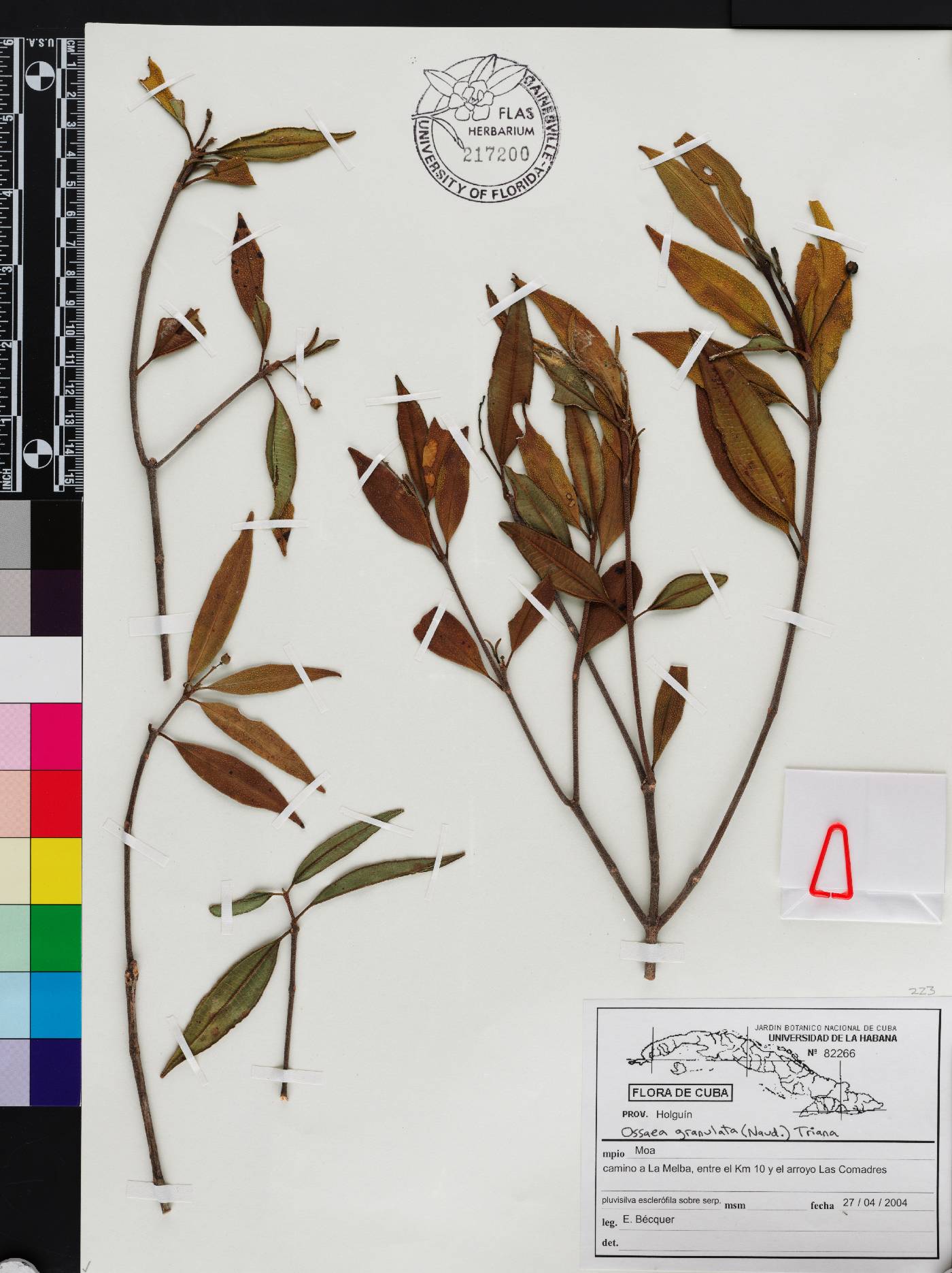 Miconia granulata image