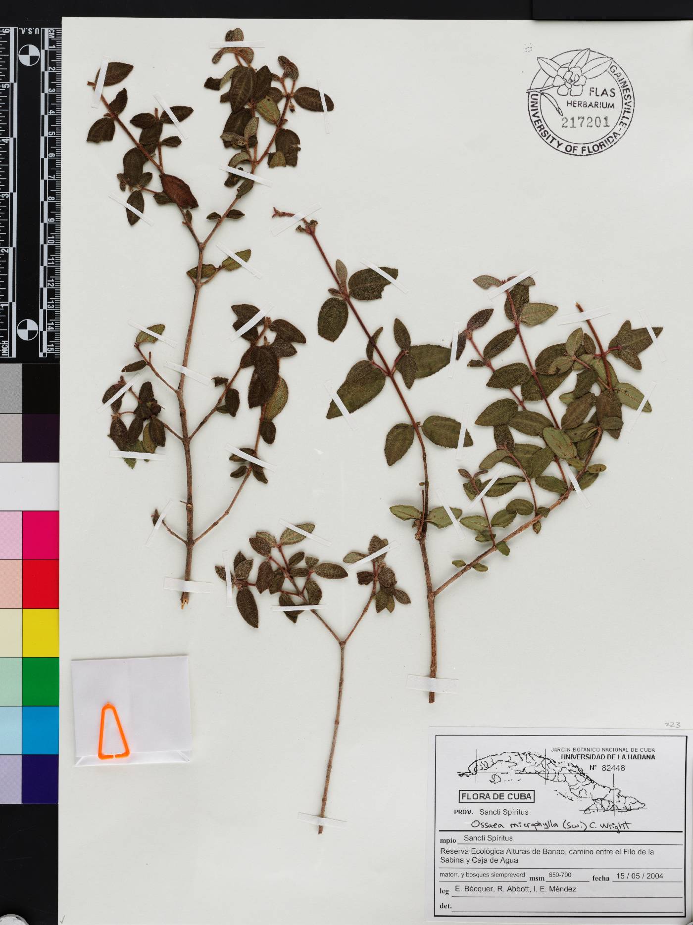 Miconia pratensis image