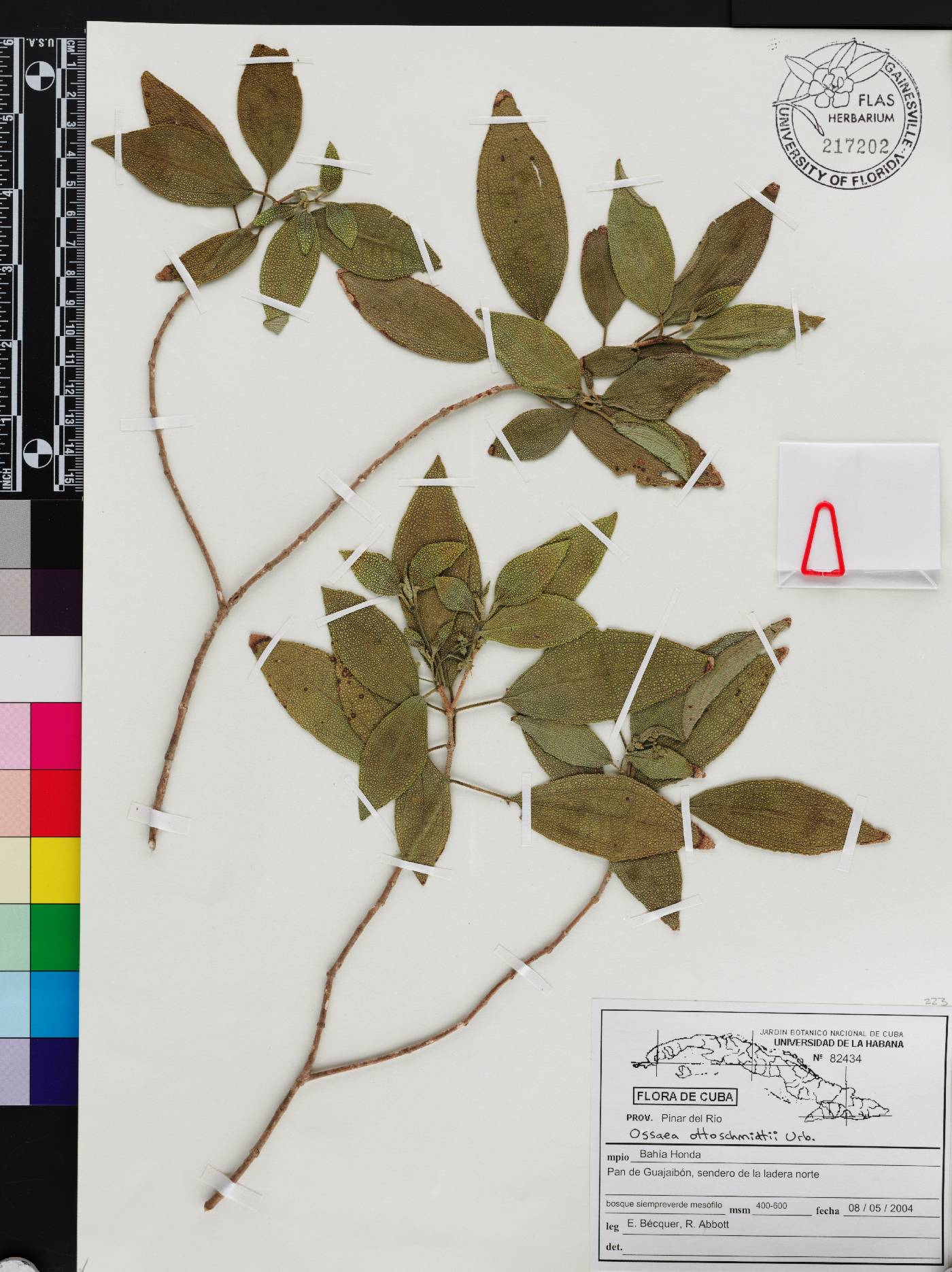 Miconia ottoschmidtii image