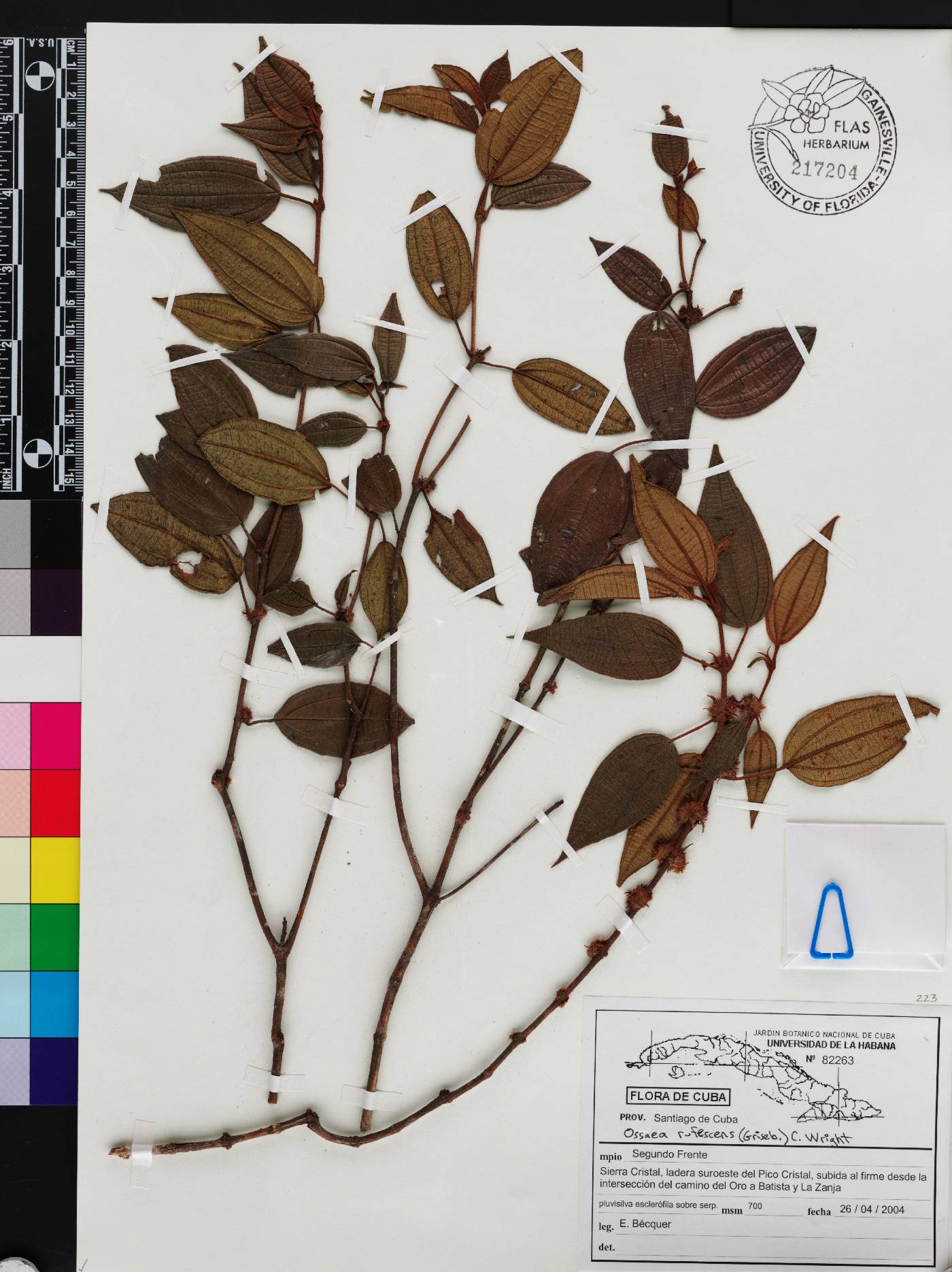 Miconia ruficaulis image