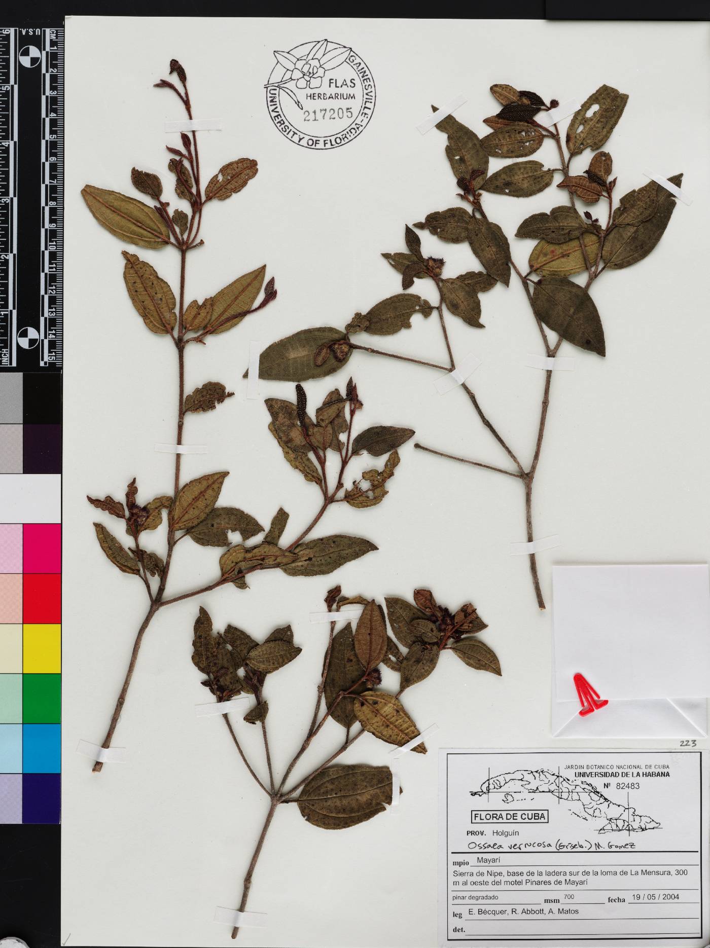 Miconia costata image