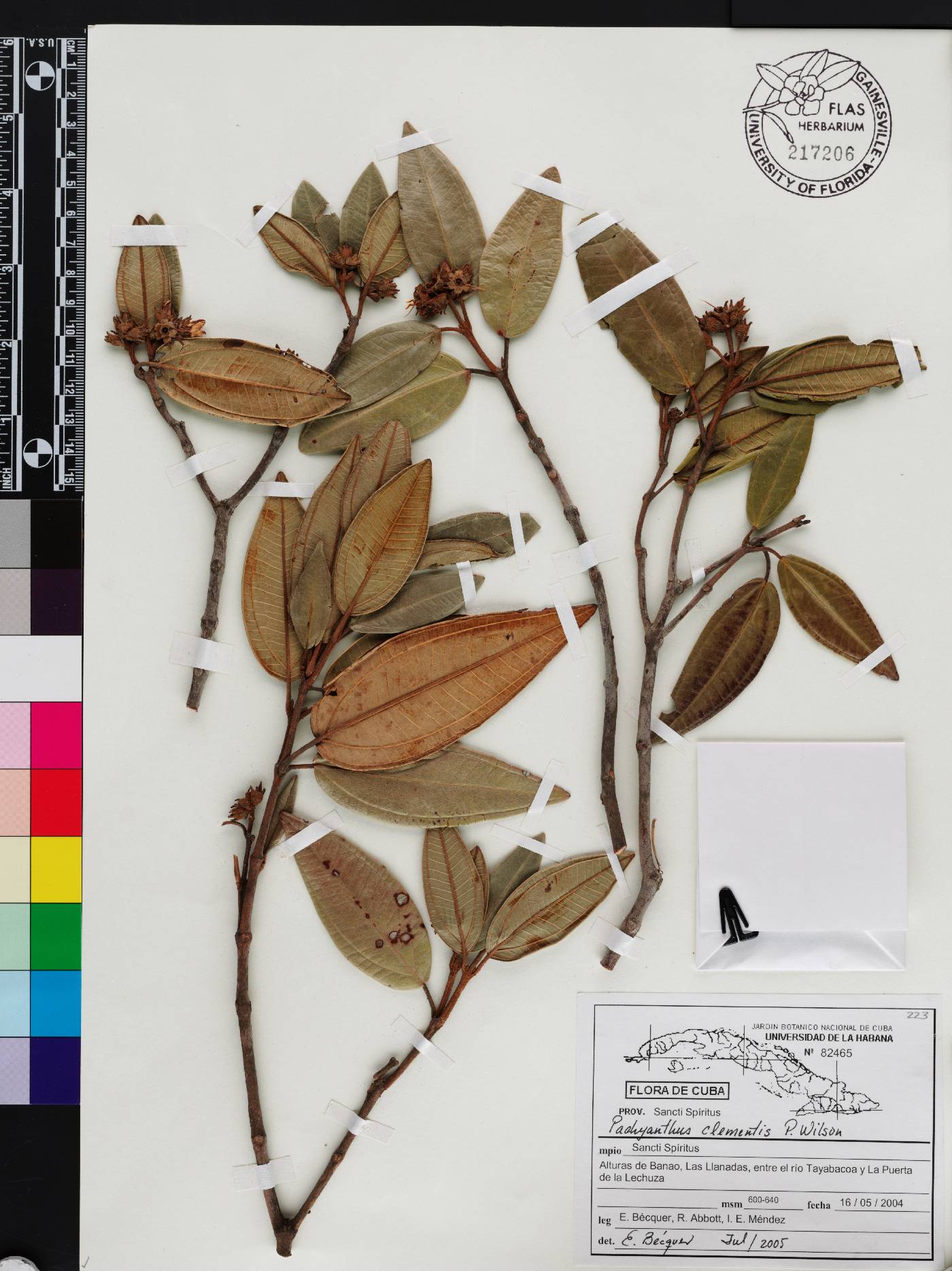 Miconia clementii image