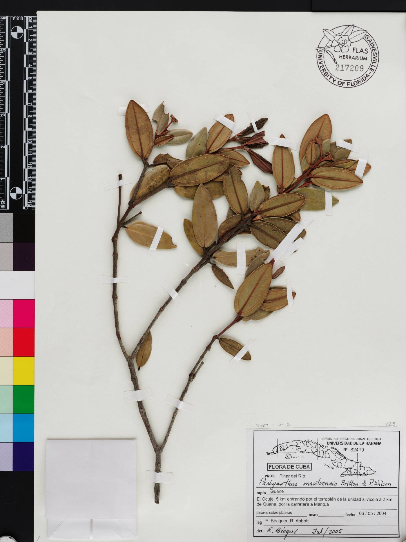 Miconia mantuensis image