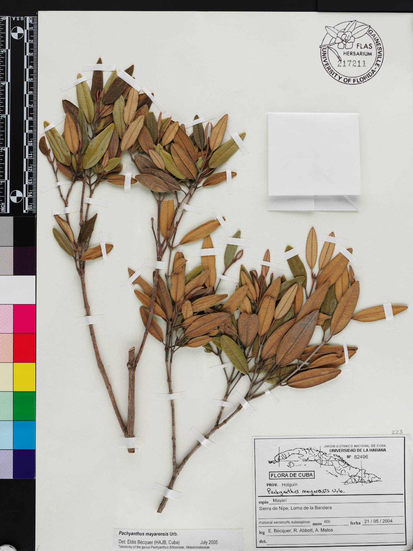 Miconia mayarensis image