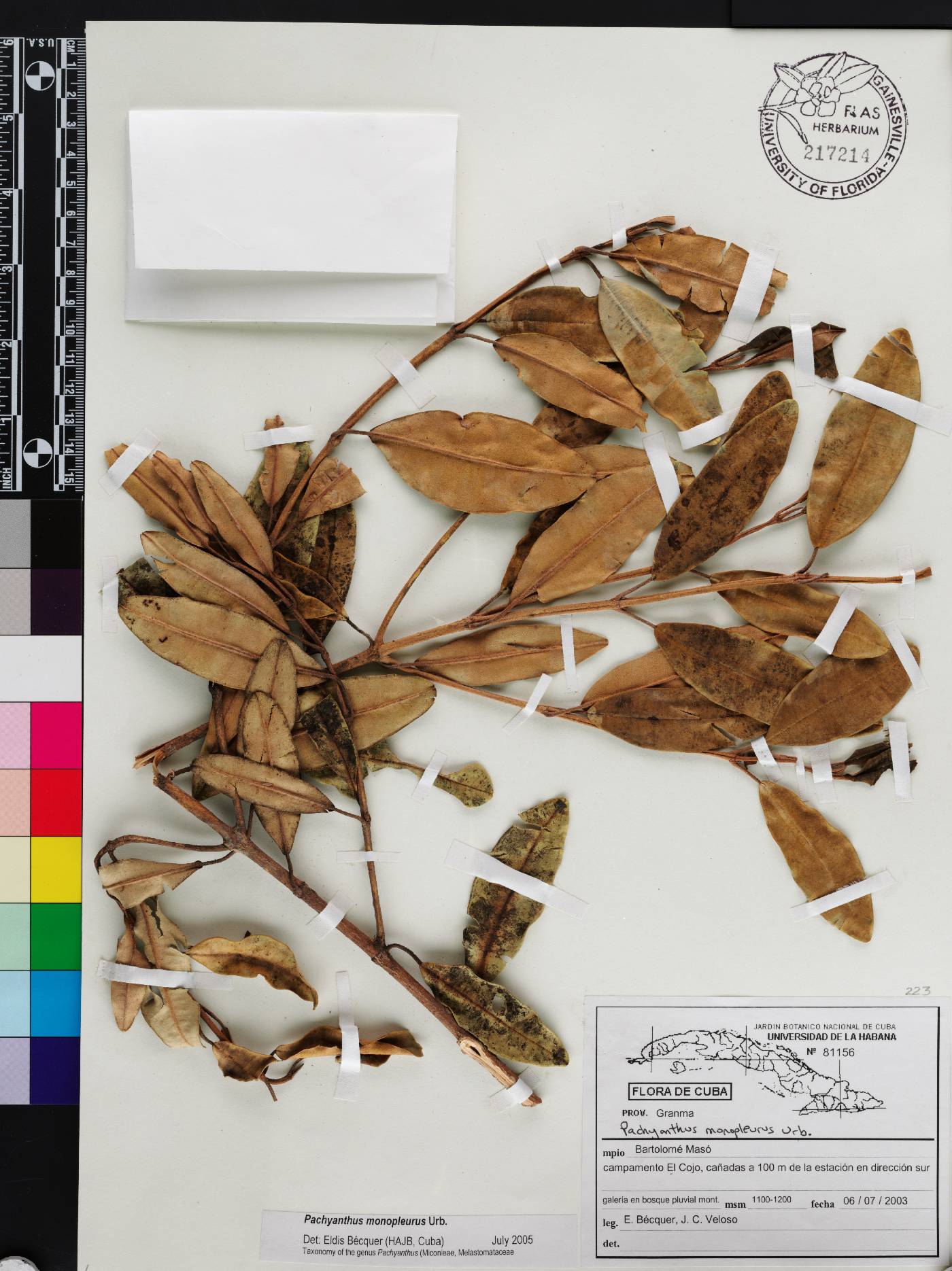 Miconia monopleura image