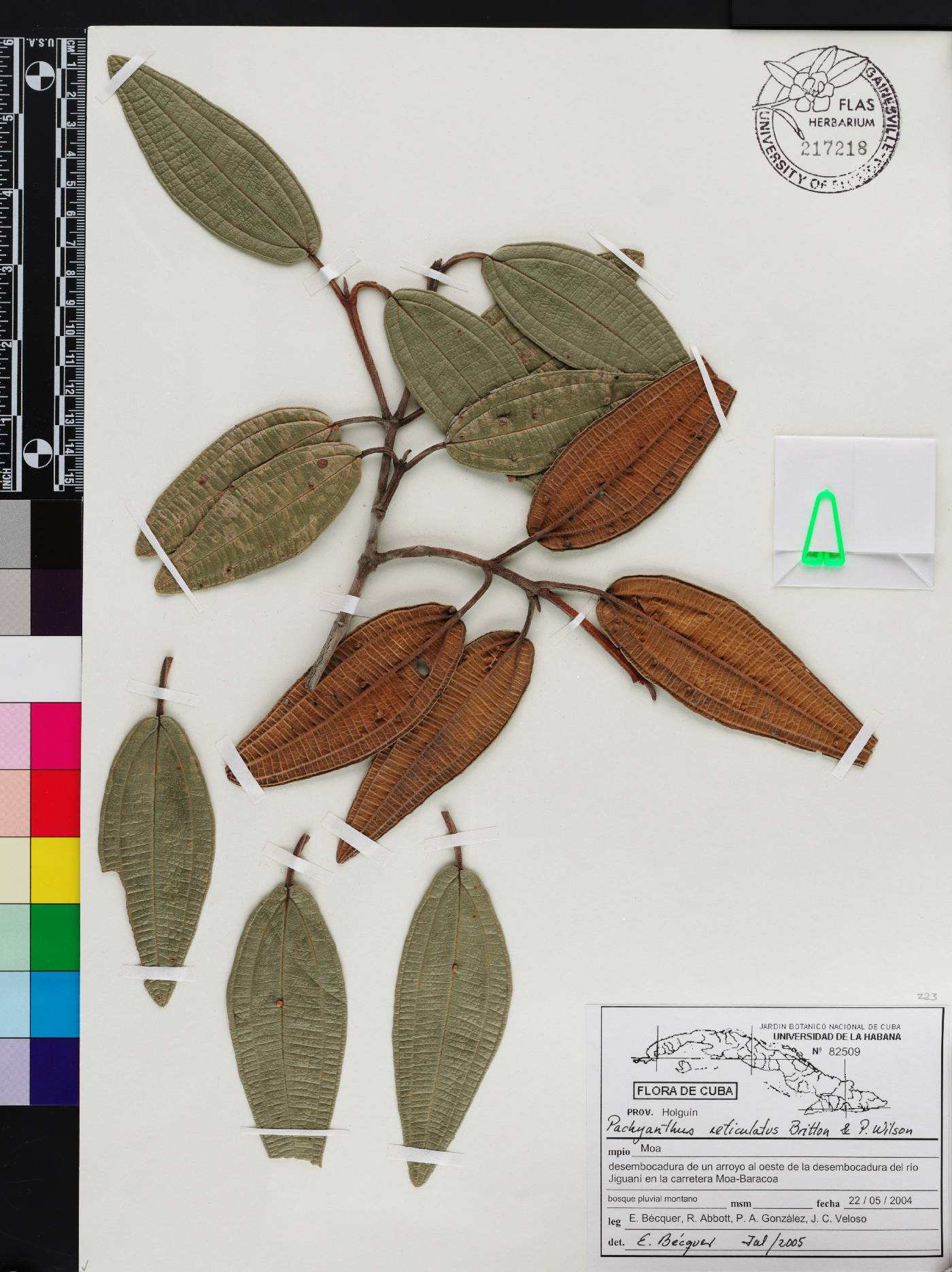 Miconia lindmanii image
