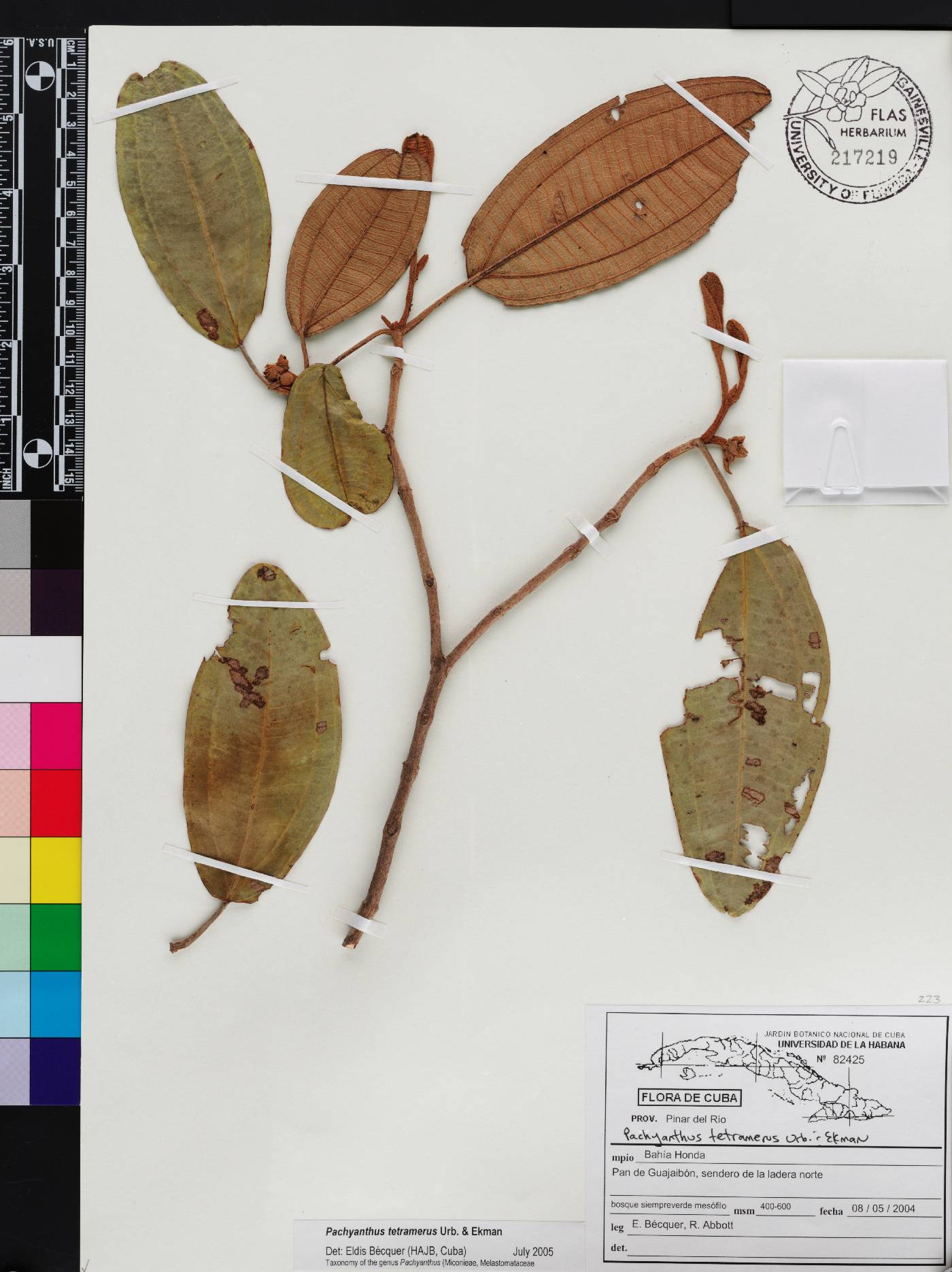 Miconia tetramera image