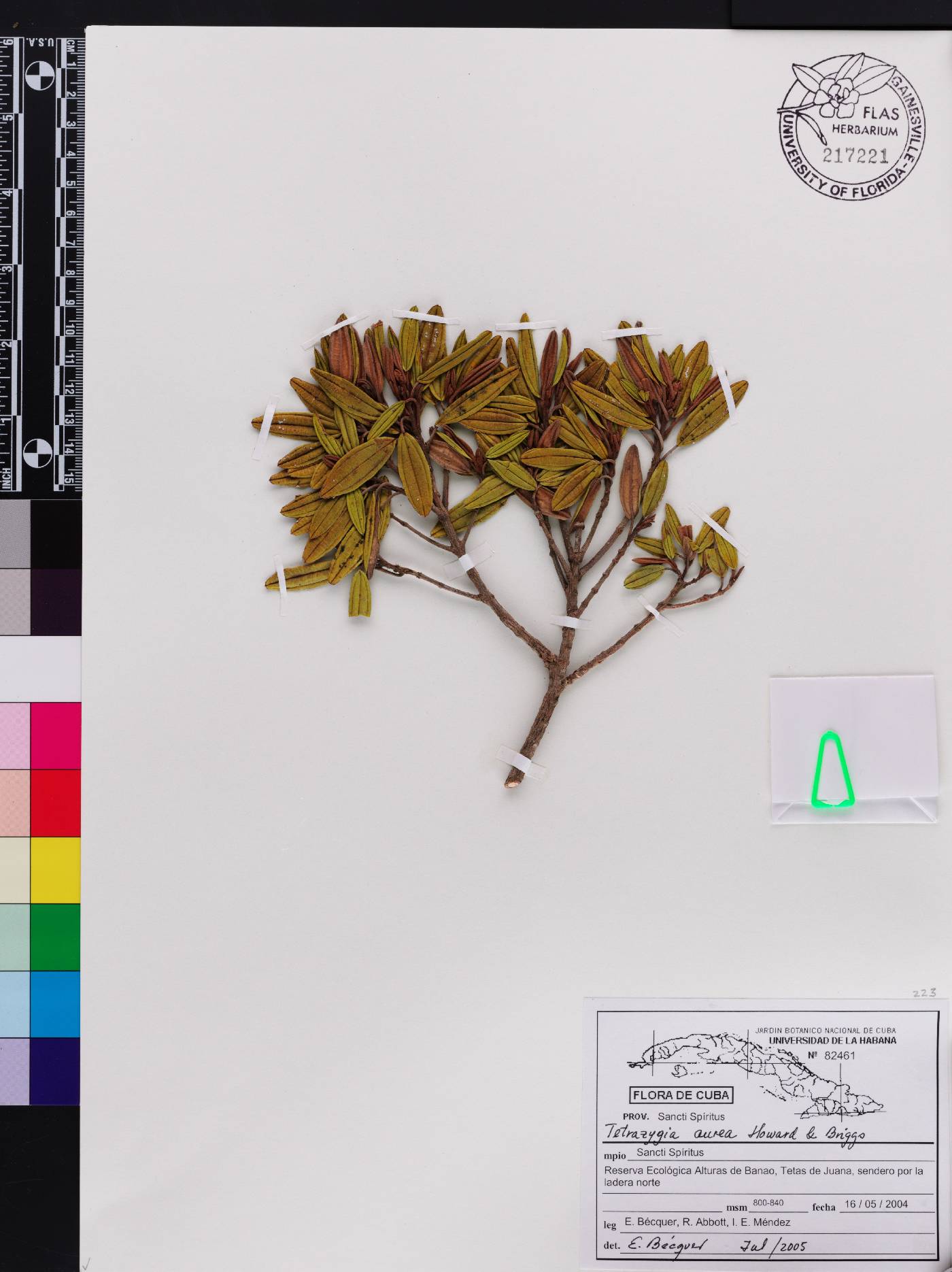 Miconia aurifolia image