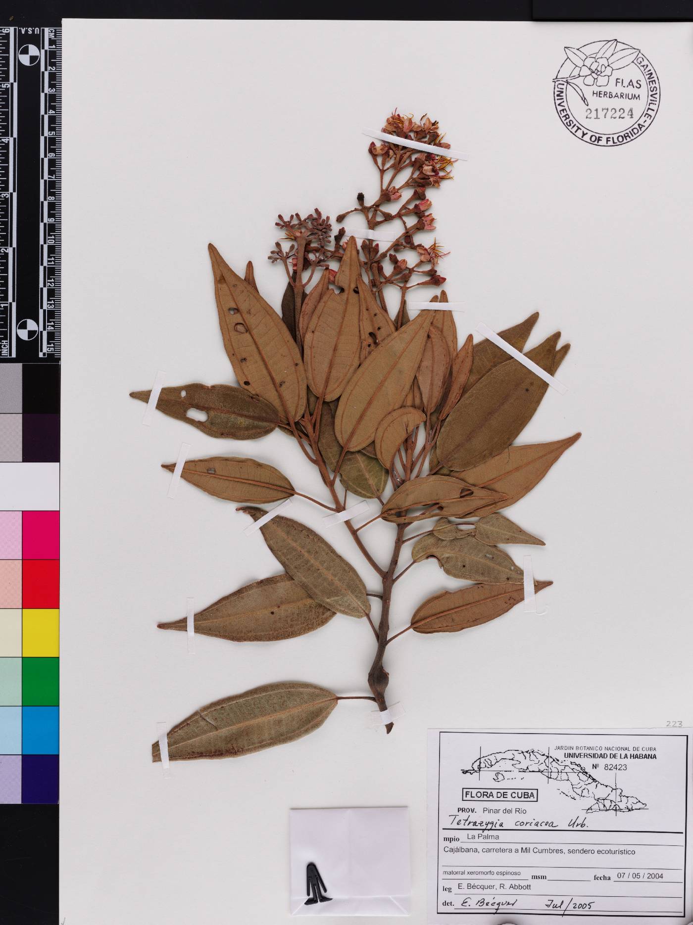 Miconia cajalbanensis image