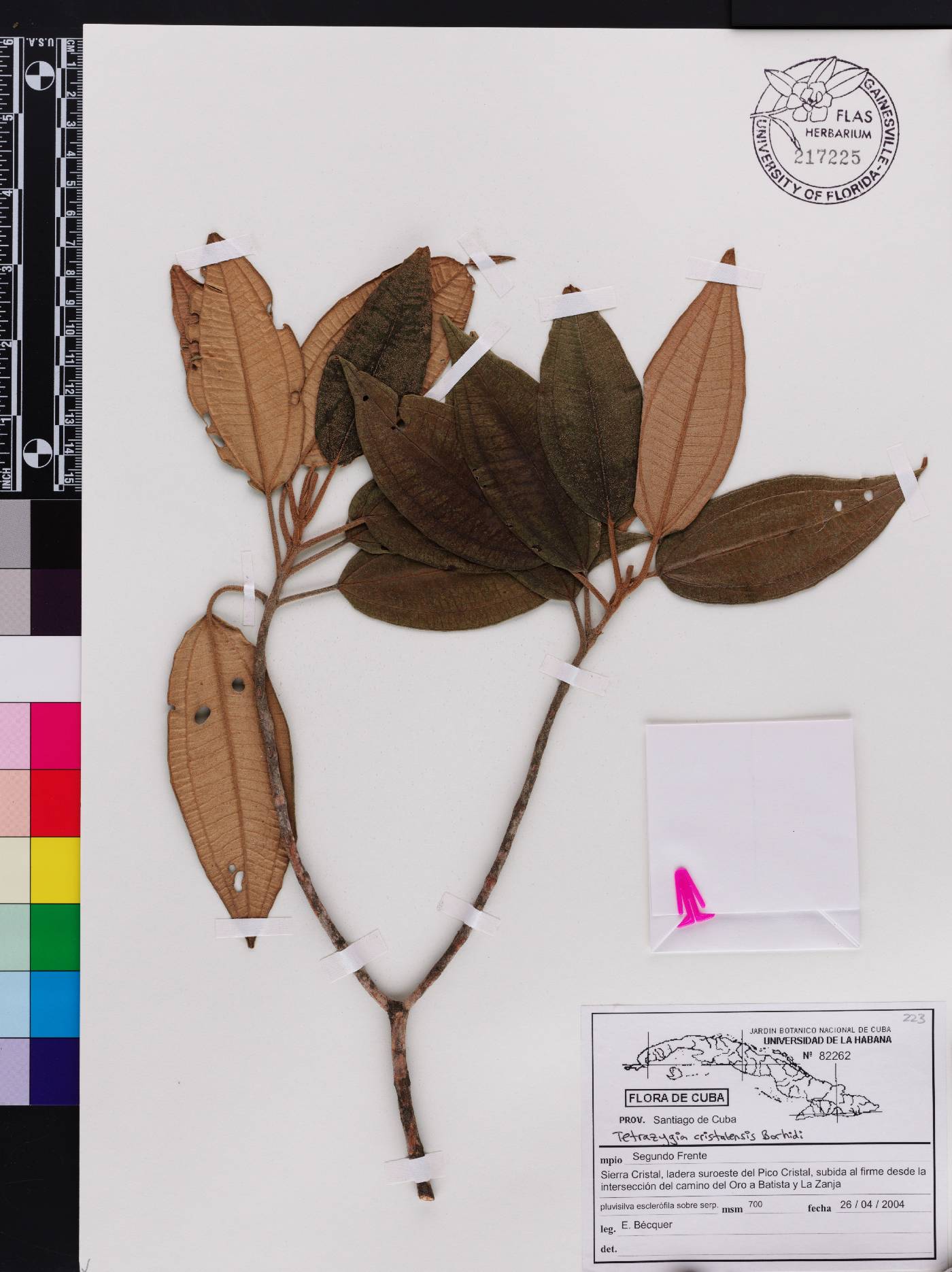 Miconia cristalensis image