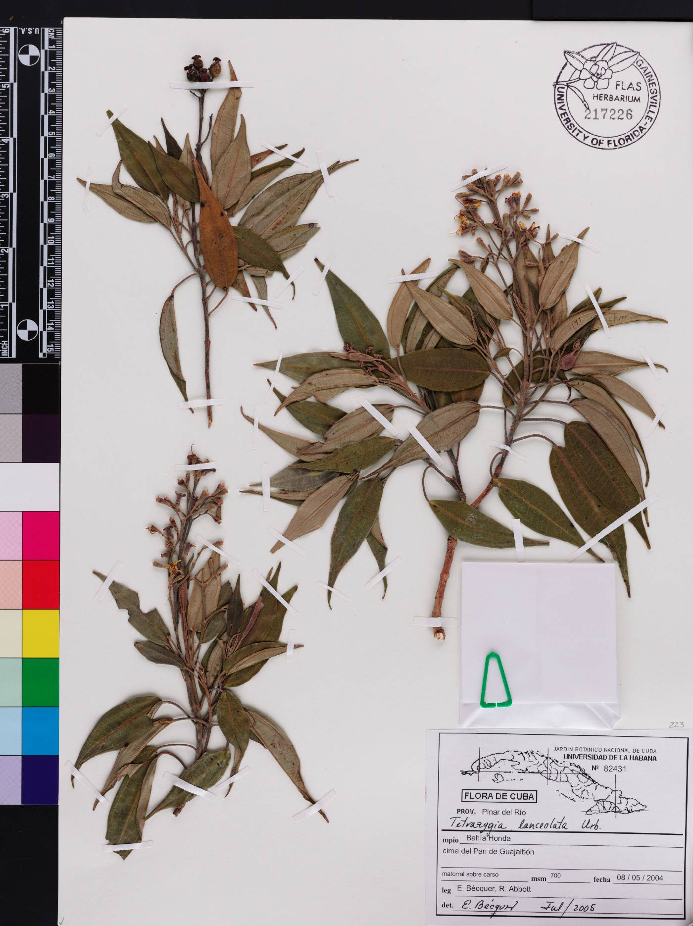 Miconia guajaibonensis image