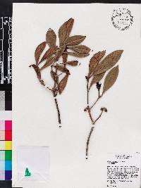 Illicium hottense image