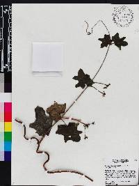 Stigmaphyllon angulosum image
