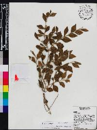 Badiera subrhombifolia image