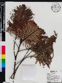 Phyllanthus myriophyllus image