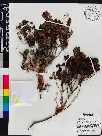 Ilex obcordata image