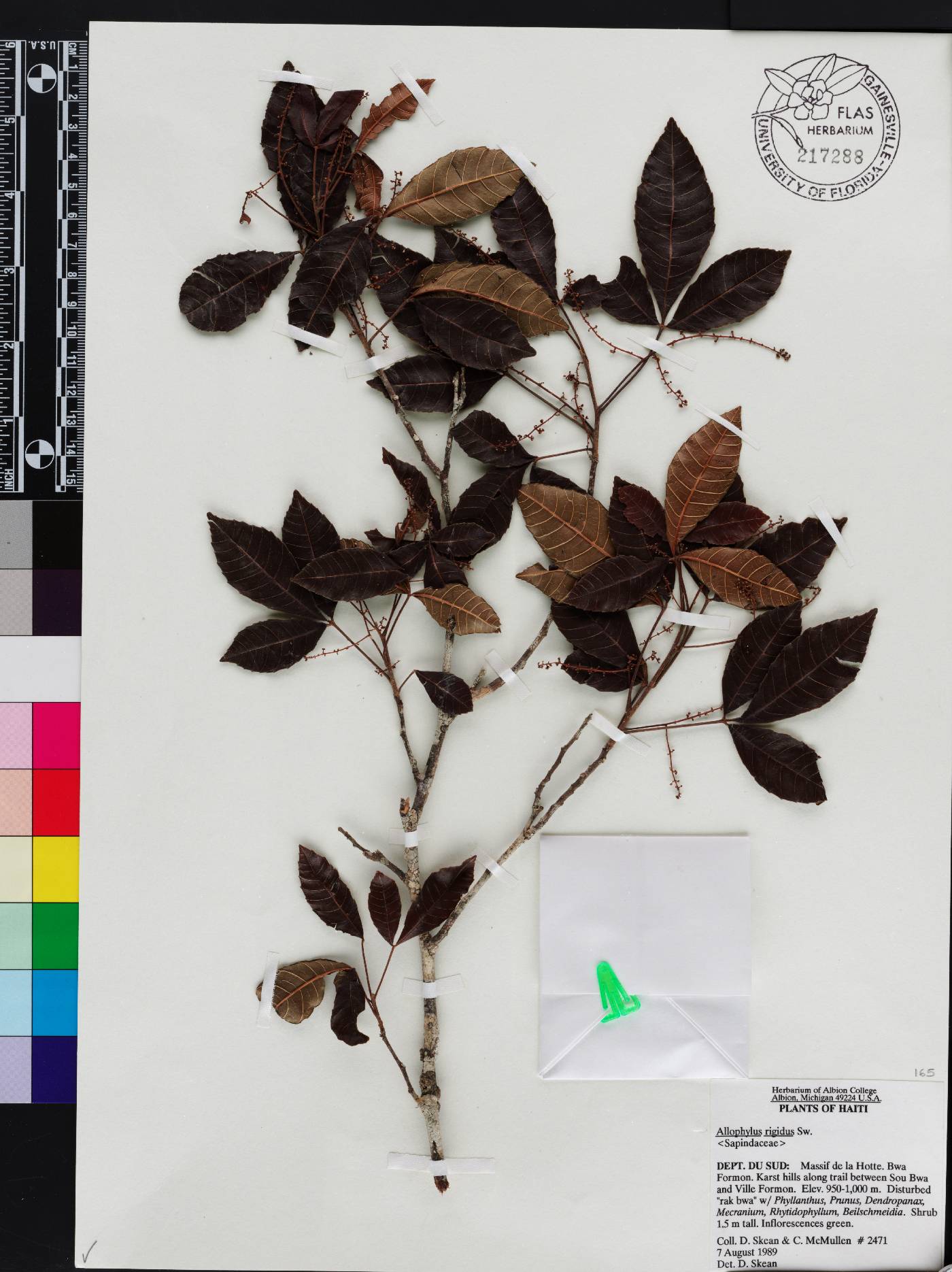 Allophylus rigidus image