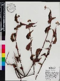 Begonia pycnantha image