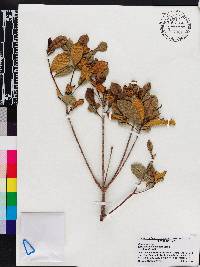 Terminalia chicharronia subsp. domingensis image