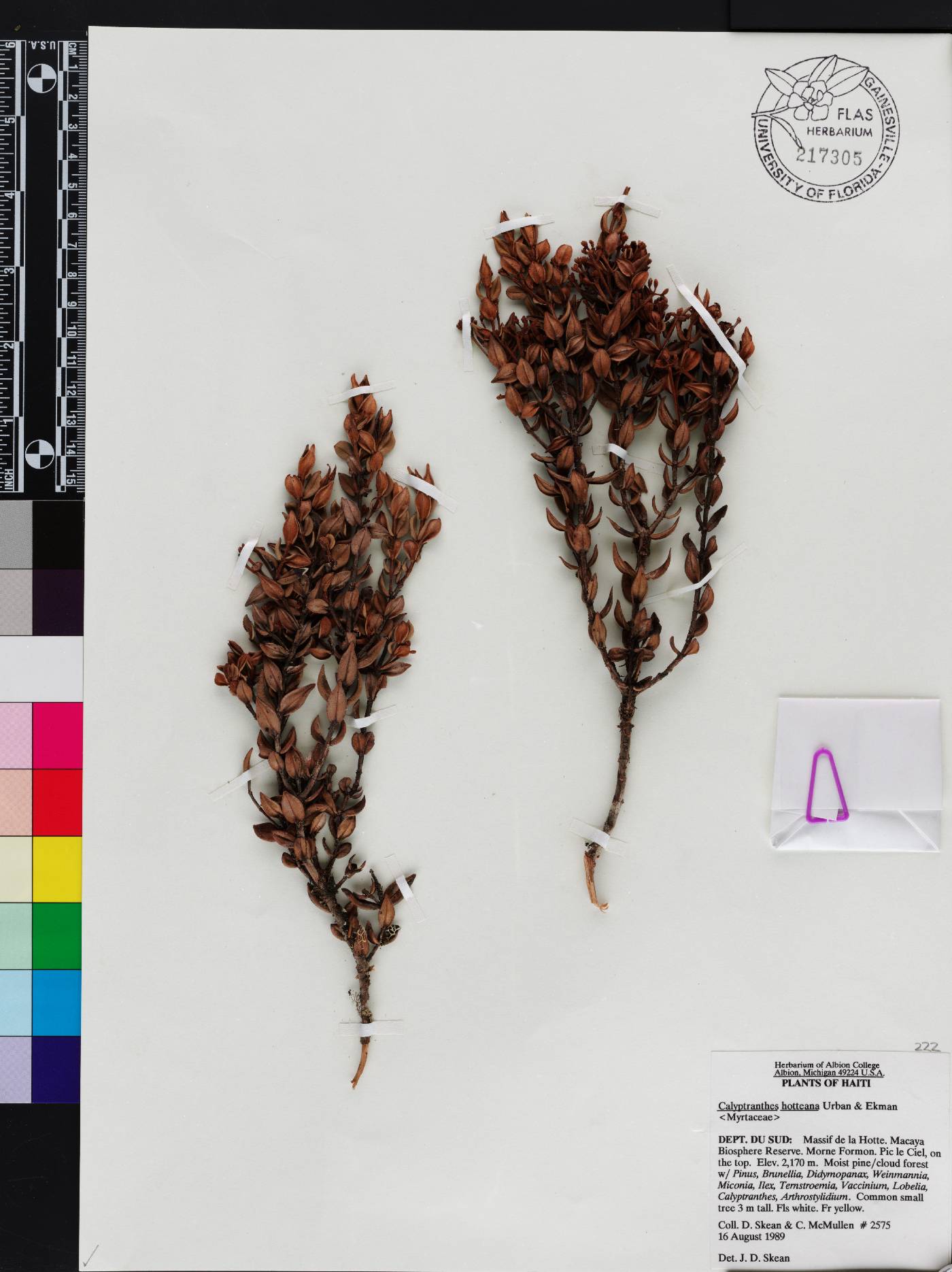 Myrcia neohotteana image