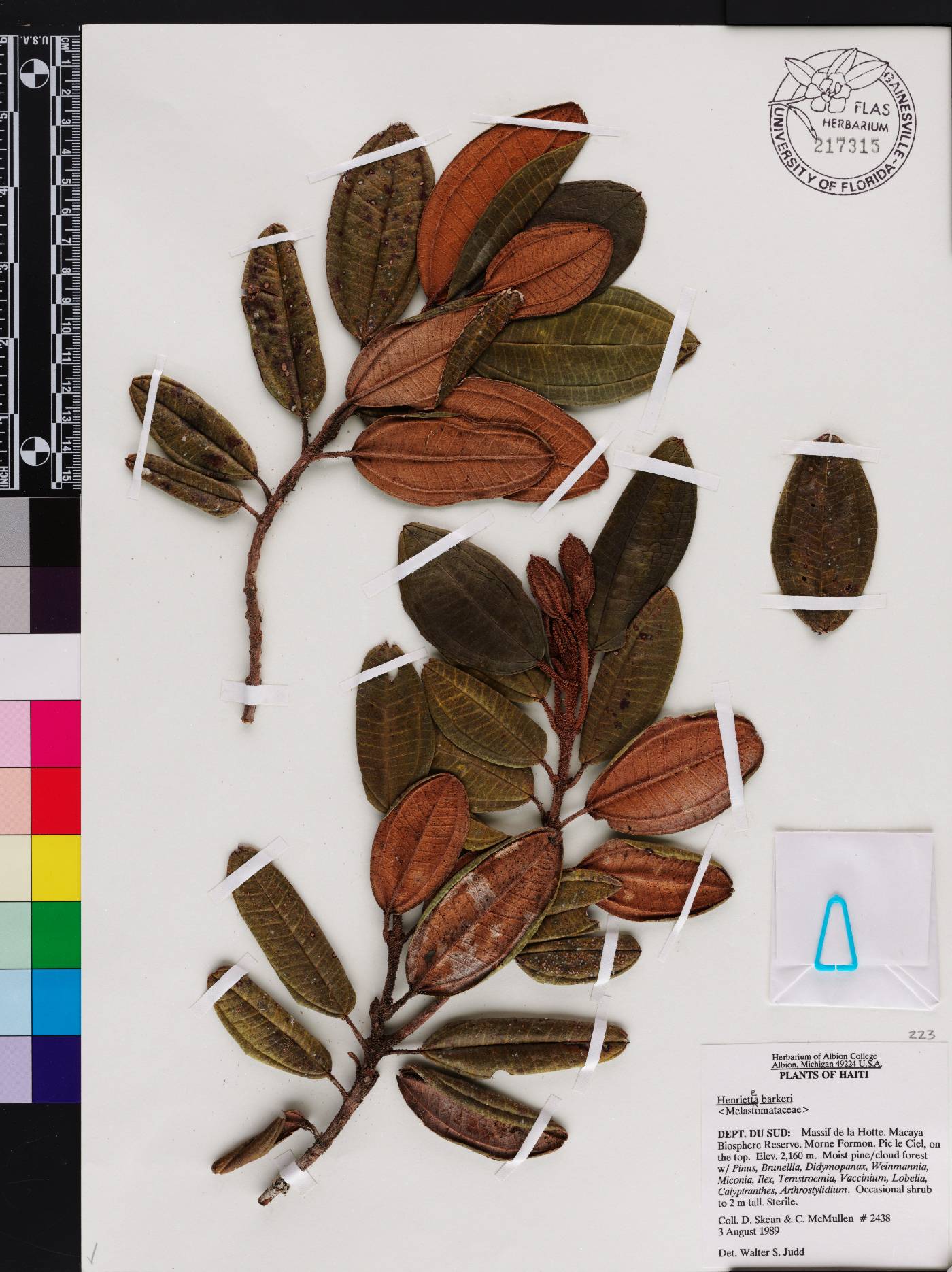 Henriettea barkeri image