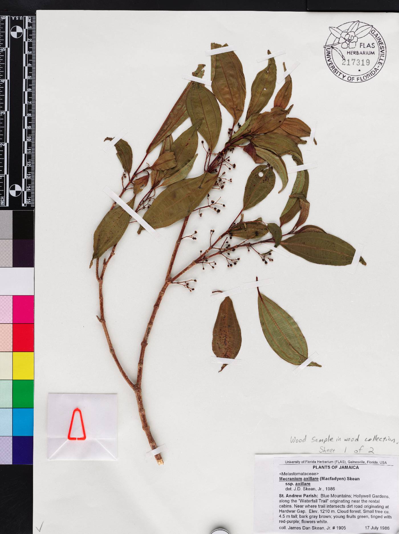 Miconia axillaris subsp. axillaris image