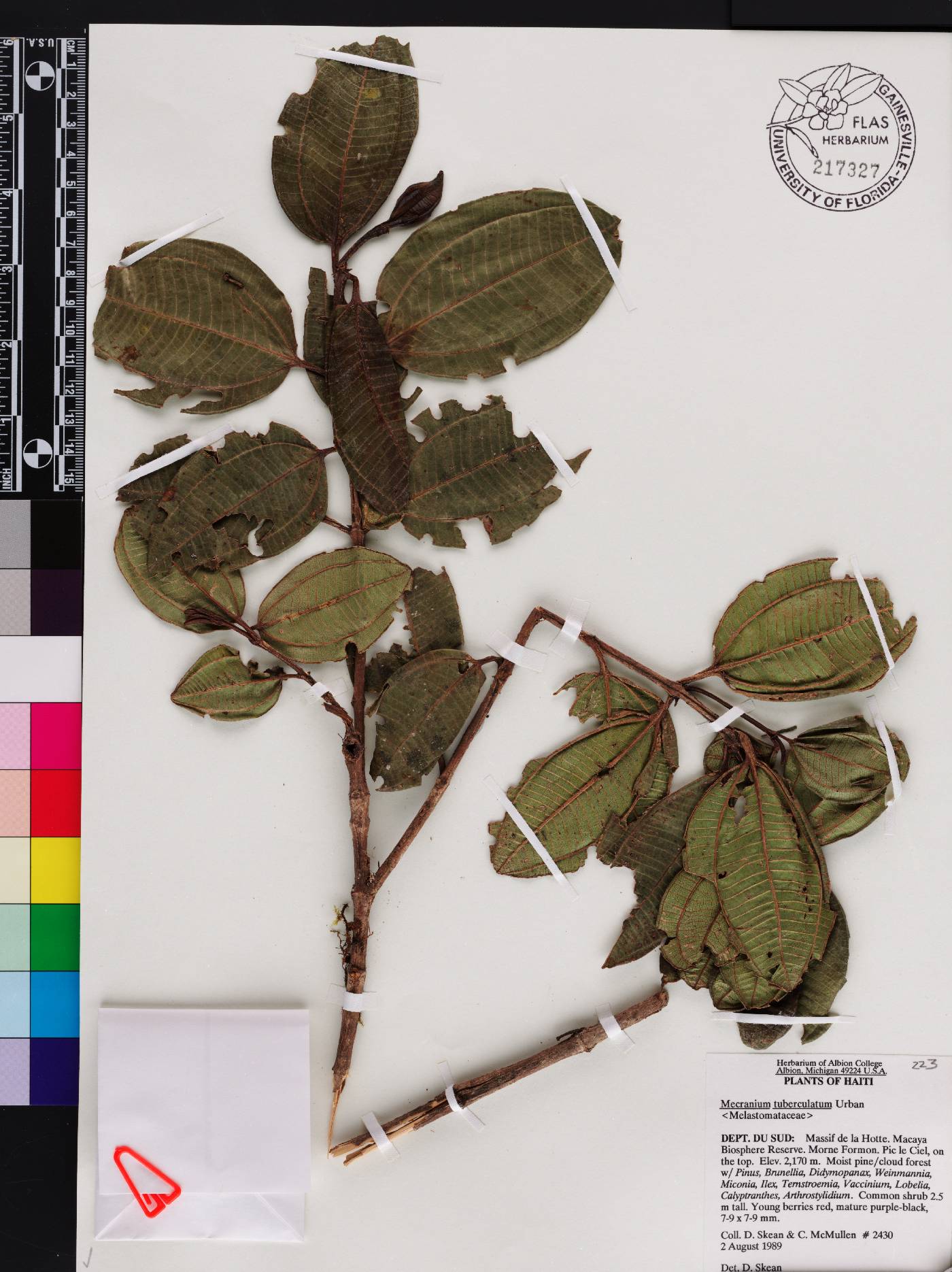 Miconia haemanthoides image