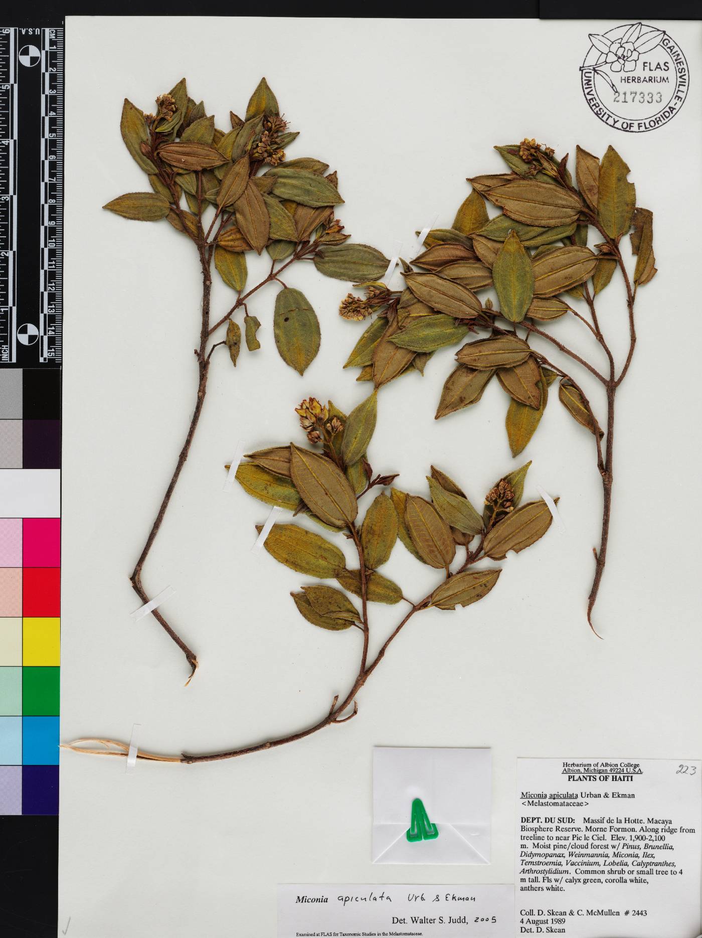 Miconia apiculata image