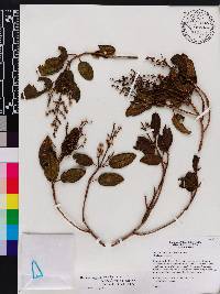 Miconia alloeotricha image
