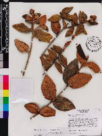 Miconia macayana image