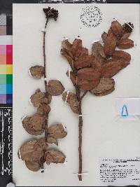 Vaccinium racemosum image