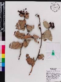 Vaccinium racemosum image