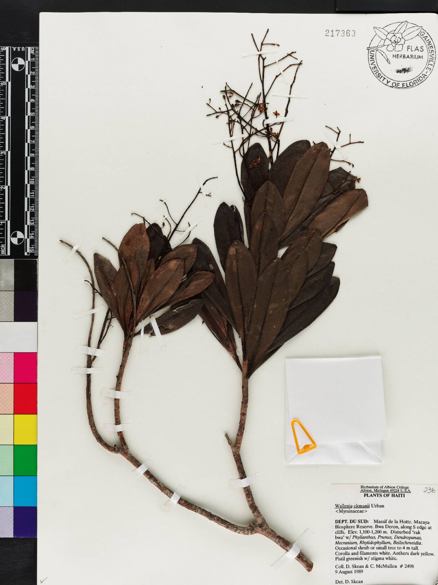 Wallenia ekmanii image