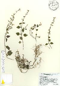 Scutellaria havanensis image