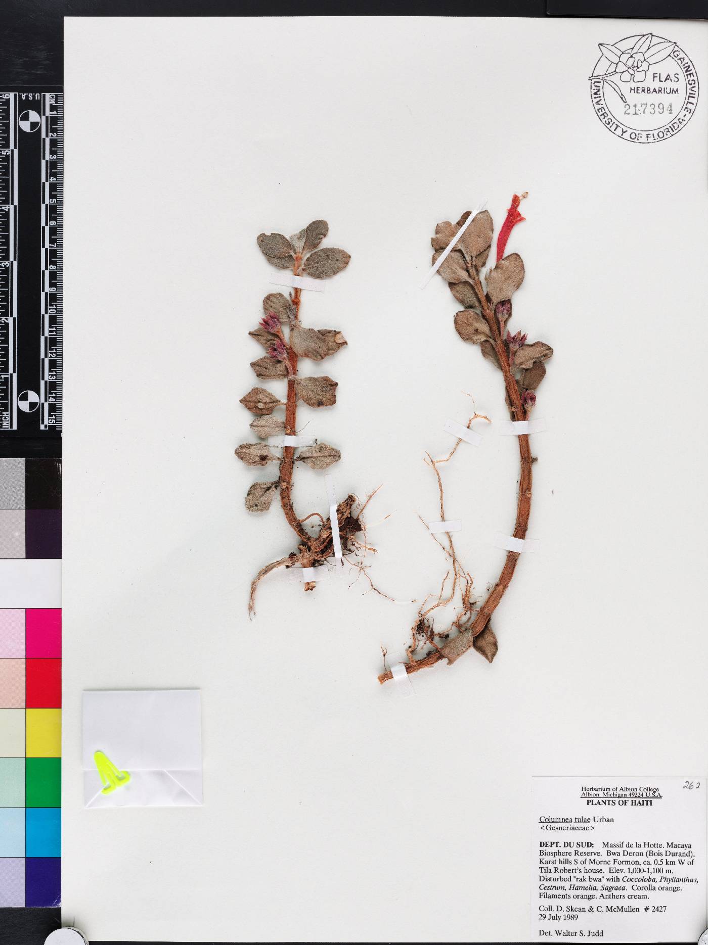 Columnea scandens image
