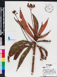 Rhytidophyllum bicolor image