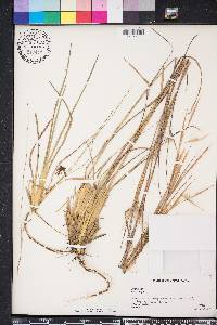 Andropogon virginicus var. virginicus image