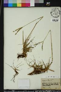 Paspalum notatum image