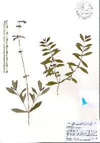 Salvia sinaloensis image